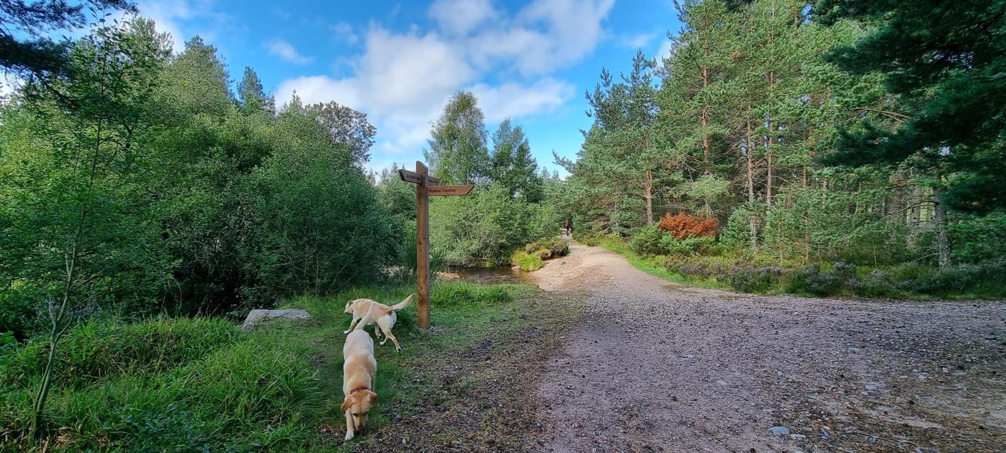 The Shelter Stone Cottage Aviemore Exterior photo